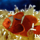 Nemo's Body Double