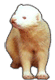Ferret