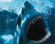 Jaws
