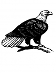 a bald eagle