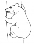 a bear