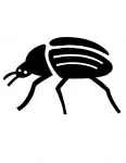 a beetle