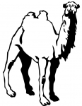 a camel