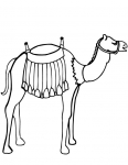 a camel