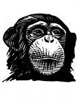 a chimpanzee