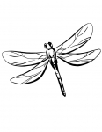 a dragonfly