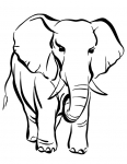 an elephant