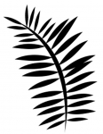 a fern