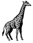 a giraffe