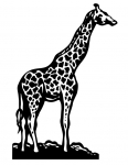 a giraffe