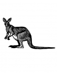 a kangaroo