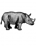a rhinocerous