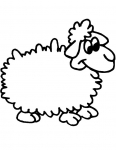 a sheep