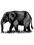 an elephant