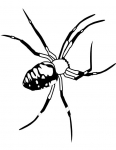 a spider