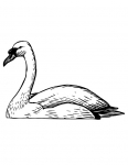 a swan