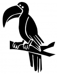 a toucan