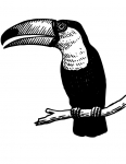 a toucan