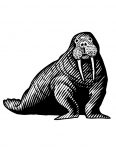 a walrus